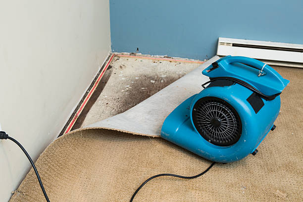 Best Water damage cleanup near me  in Pine Grove, PA